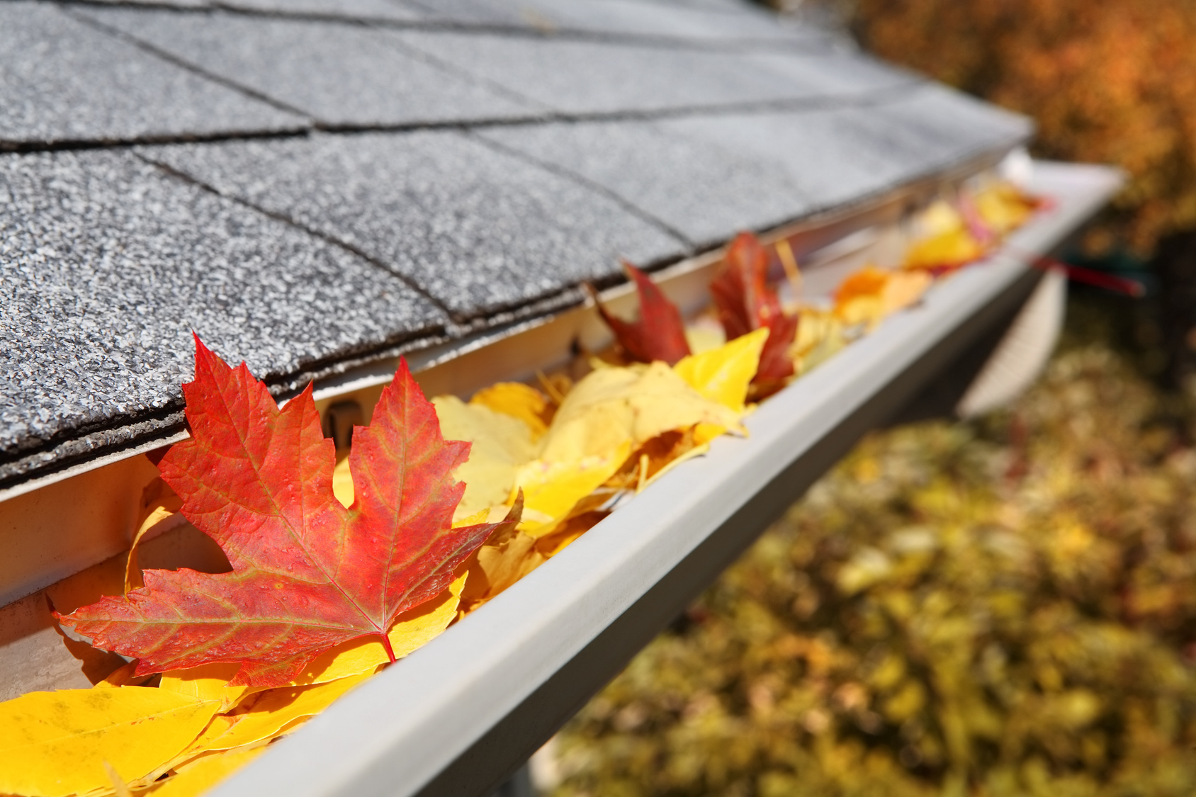 leaves in roof gutter