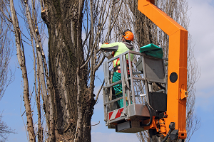 Man in a crane lift inspects some trees home insurance companies, home insurance, homeowners insurance, insurance for bad credit, insurance quotes, no credit check car insurance, progressive auto insurance, progressive car insurance, renters insurance, small business insurance, self-employed health insurance, business liability insurance, commercial general liability insurance, contractor insurance, general liability insurance cost